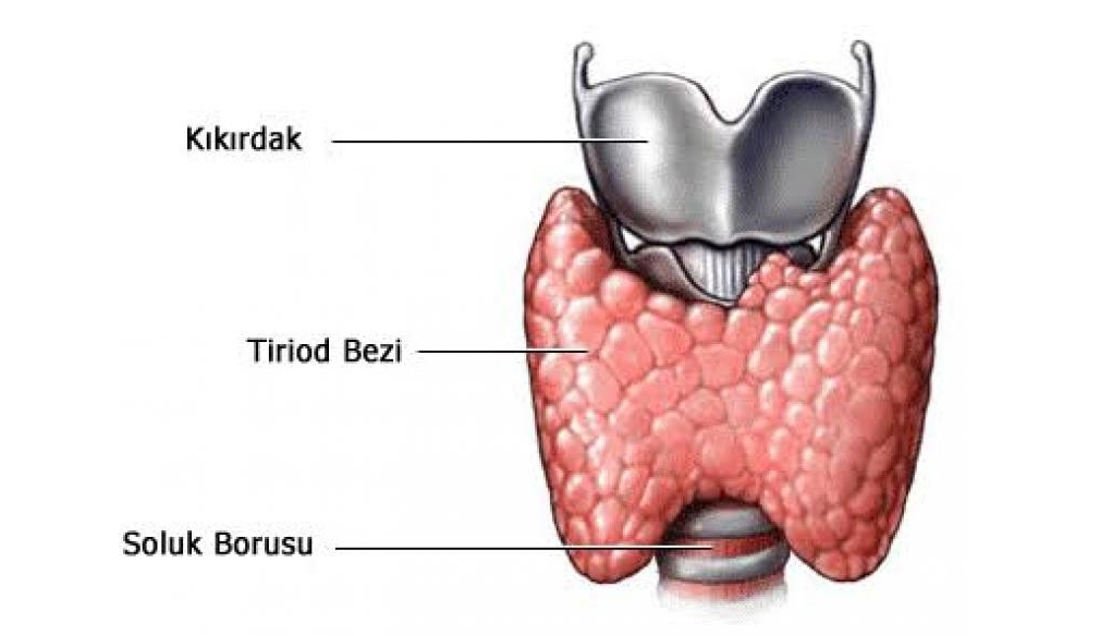 Tiroid Bezi Hastalıkları Tedavisi - Özel Meltem Hastanesi